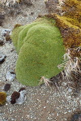 Azorella macquariensis