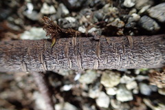 Azorella macquariensis