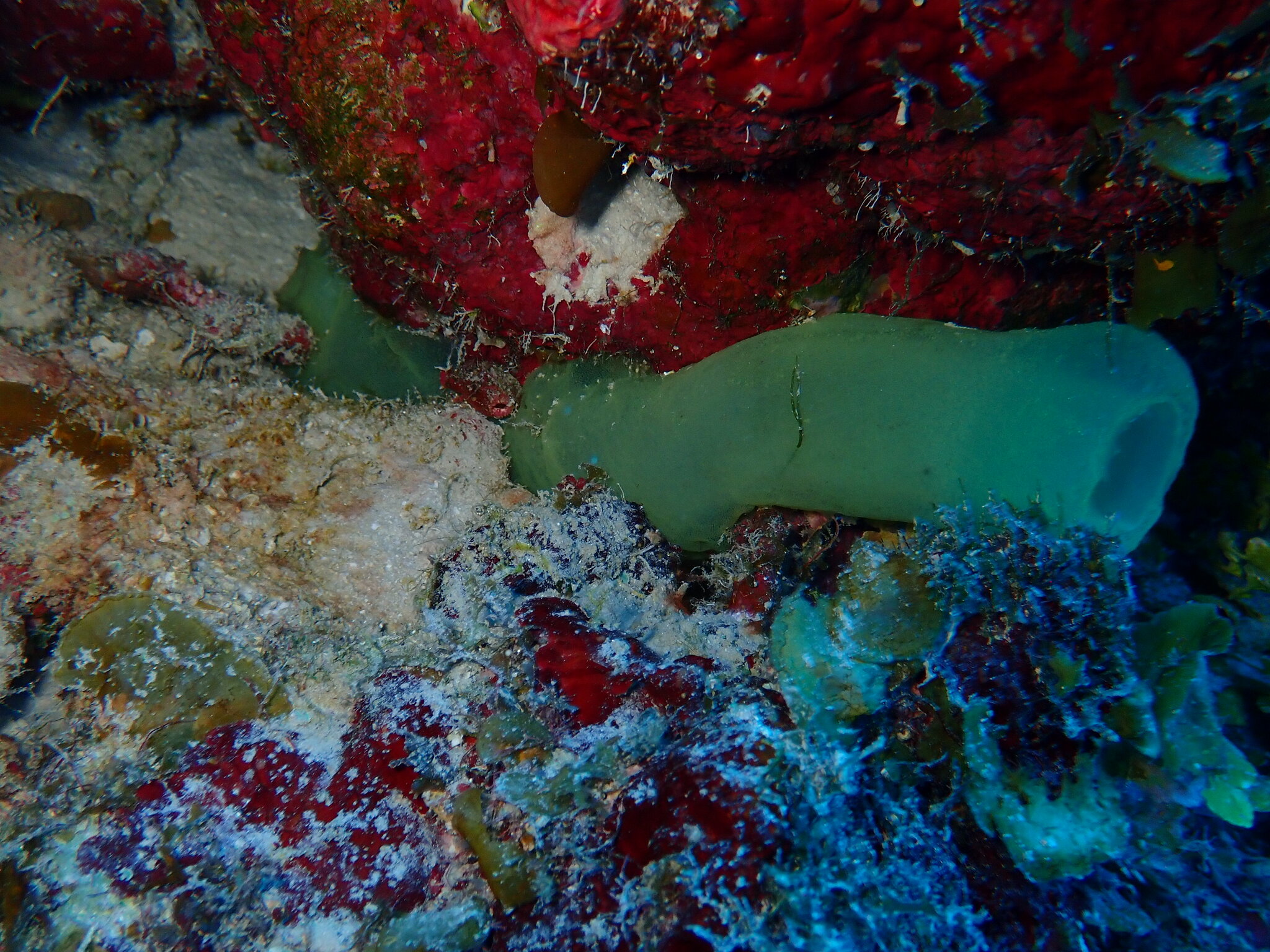 Phallusia fragilis Bonnet & Rocha, 2011