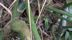 Philodendron tripartitum