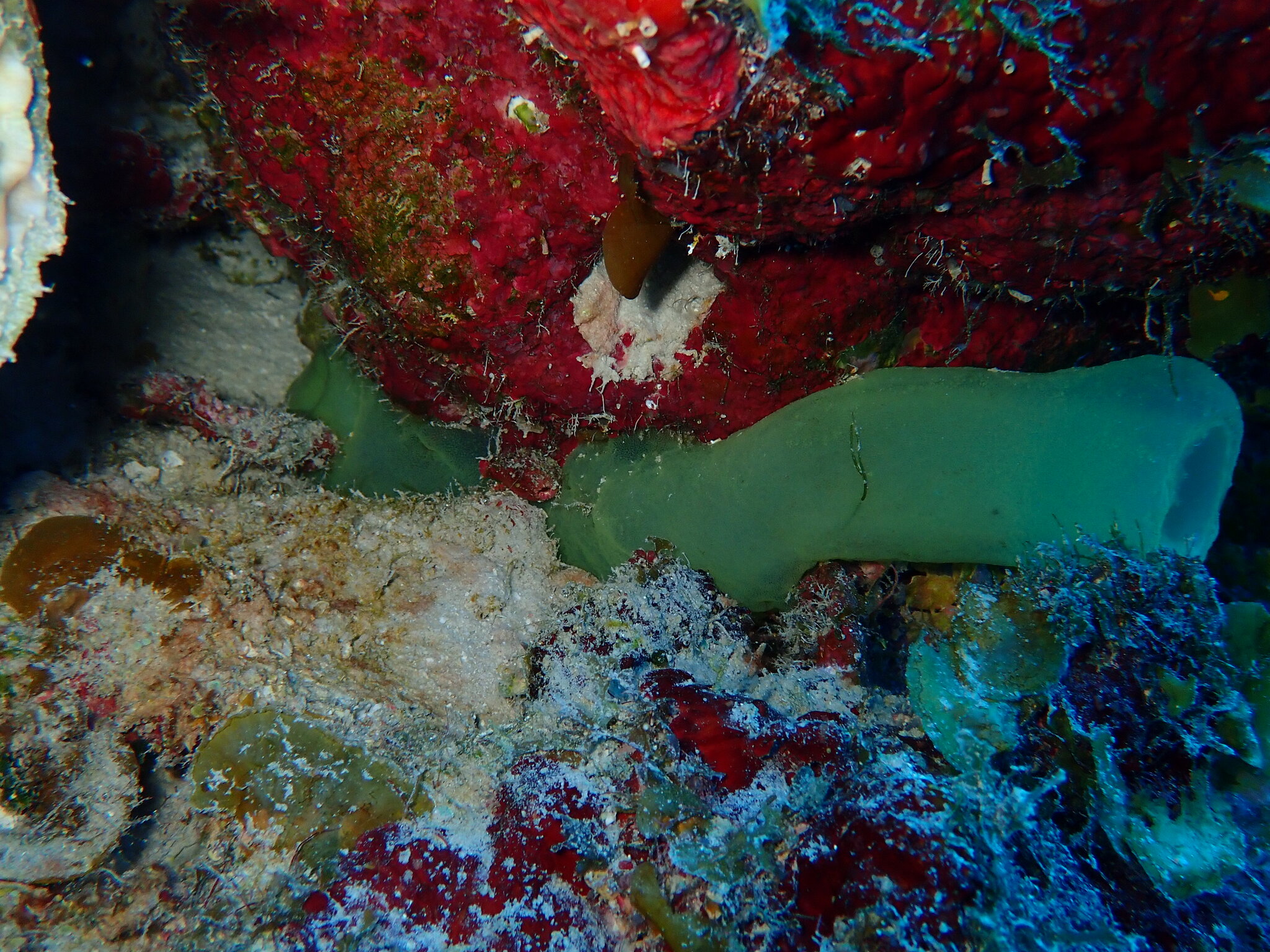 Phallusia fragilis Bonnet & Rocha, 2011