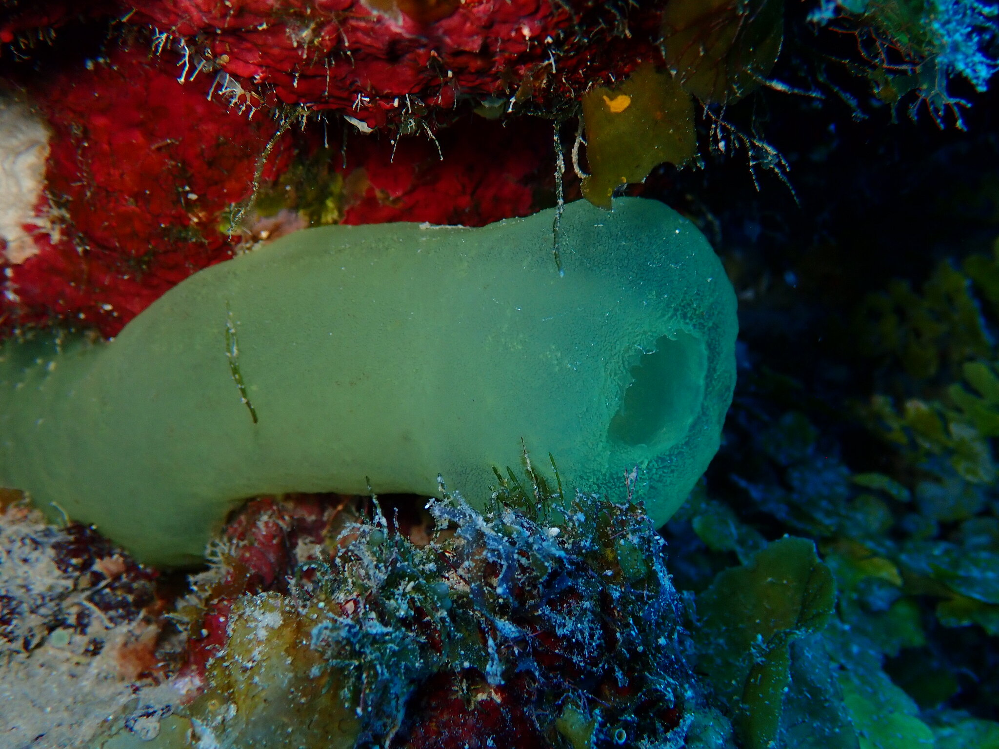 Phallusia fragilis Bonnet & Rocha, 2011
