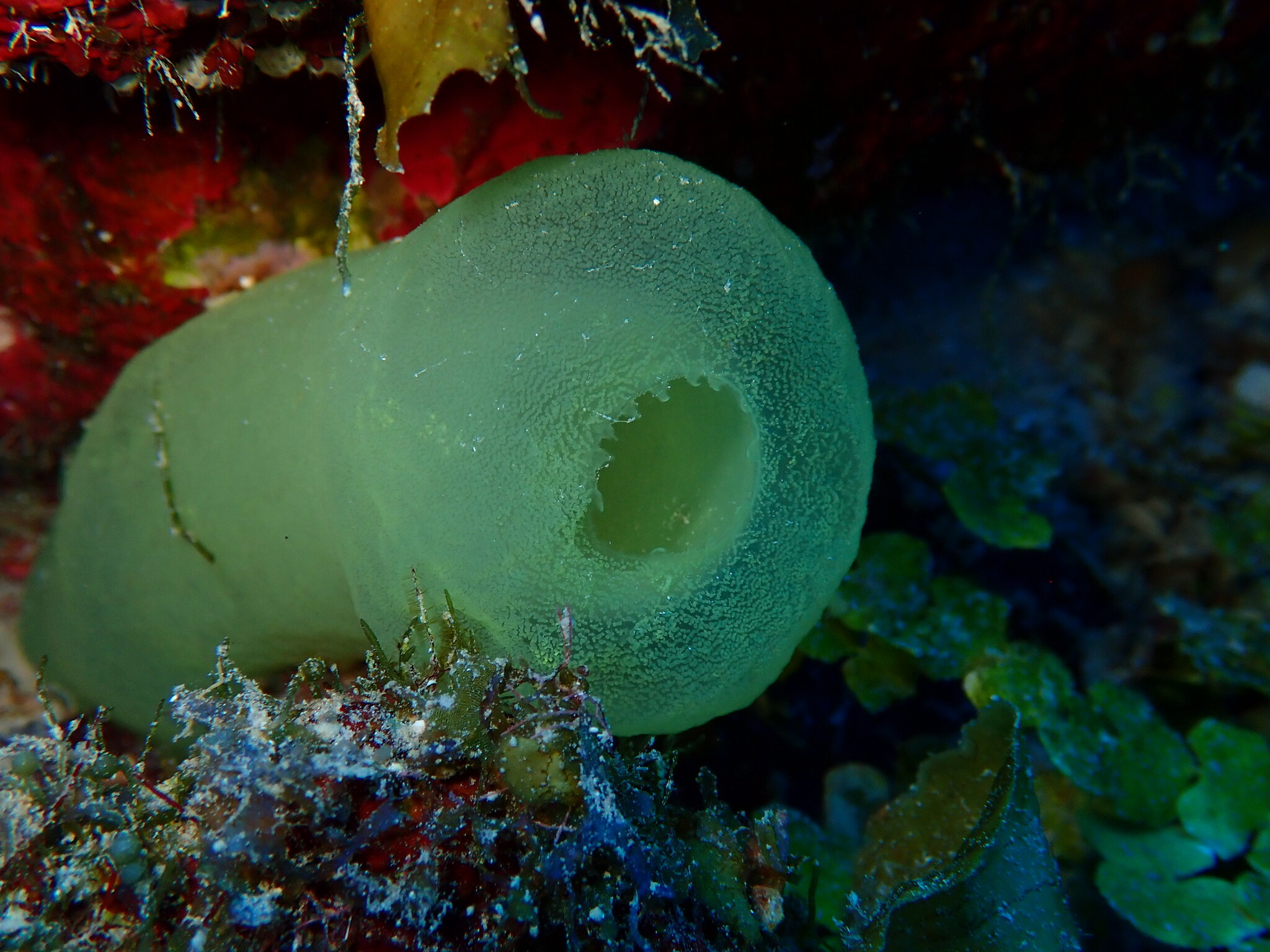 Phallusia fragilis Bonnet & Rocha, 2011