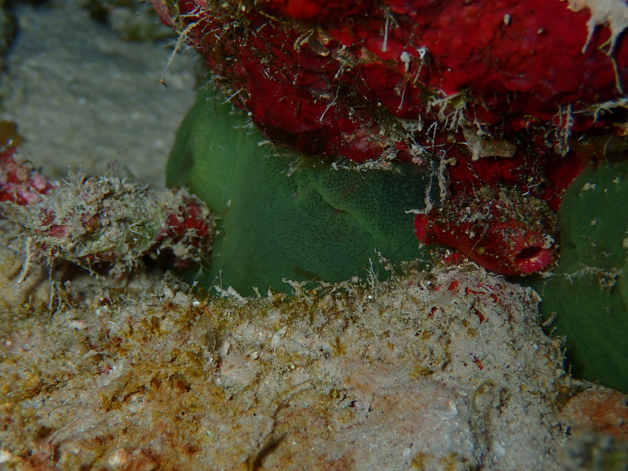 Phallusia fragilis Bonnet & Rocha, 2011