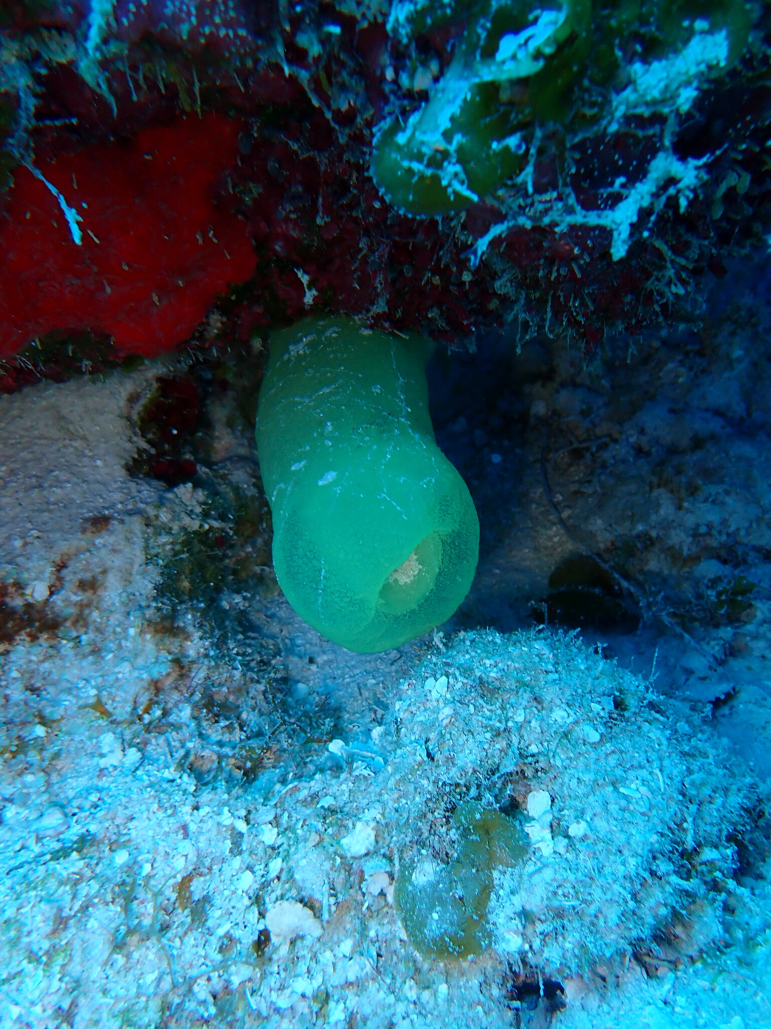 Phallusia fragilis Bonnet & Rocha, 2011