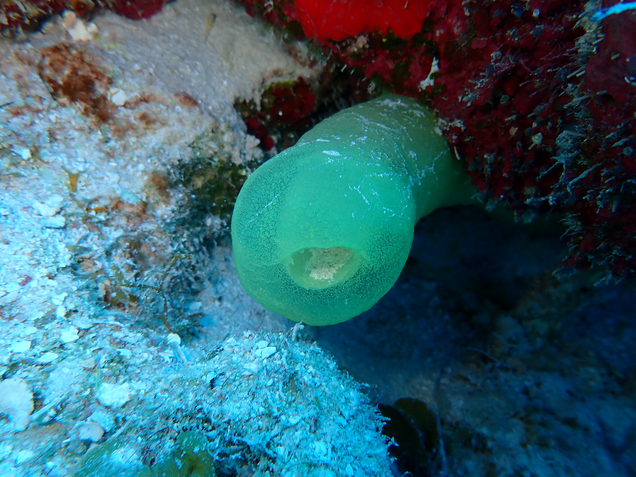 Phallusia fragilis Bonnet & Rocha, 2011