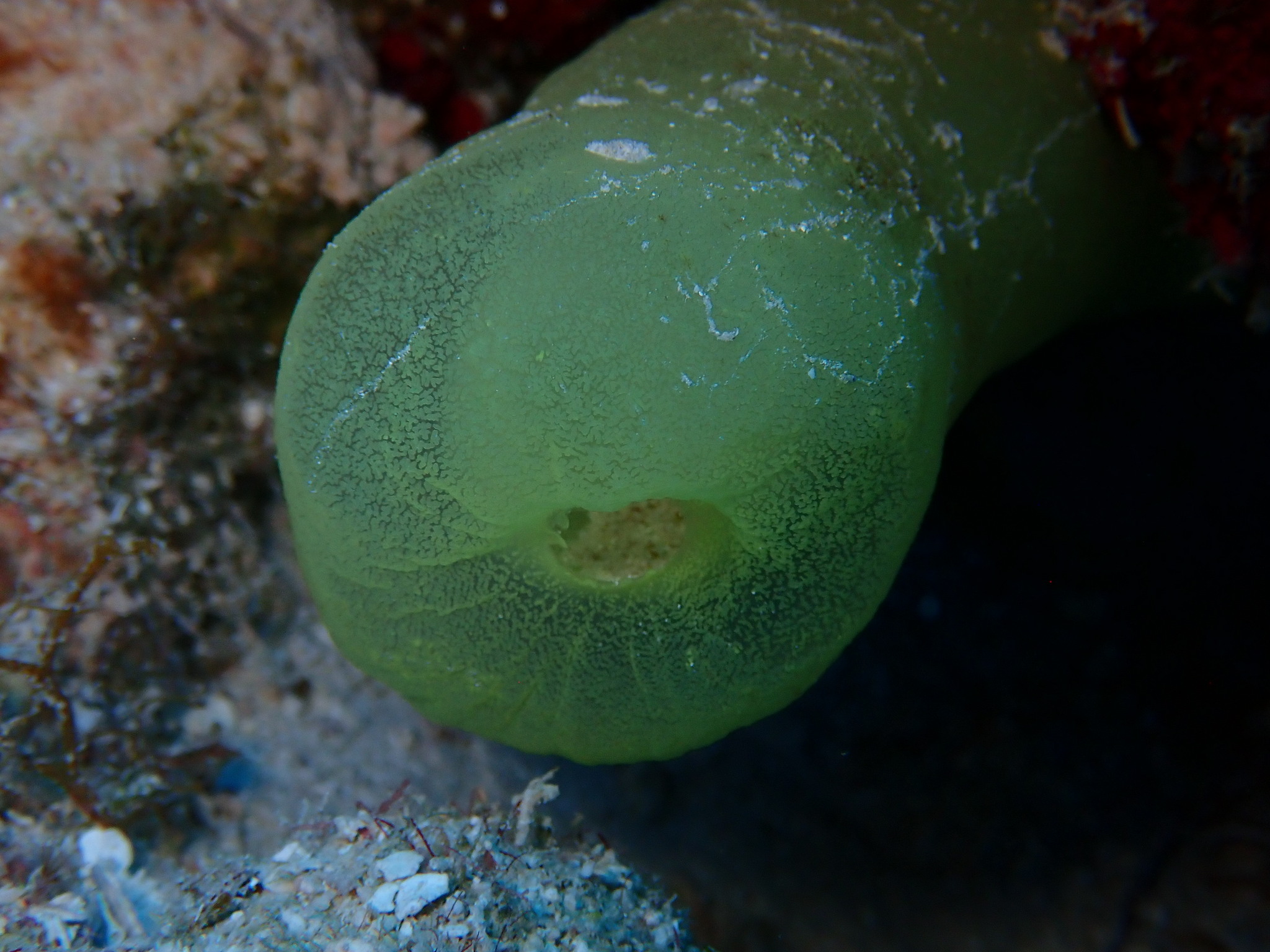 Phallusia fragilis Bonnet & Rocha, 2011