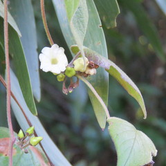 Lepistemon urceolatus