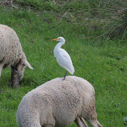 Garcilla bueyera (Bubulcus ibis)