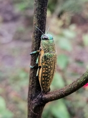 Lampetis