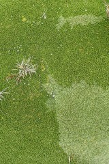 Azorella macquariensis