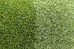 Azorella macquariensis