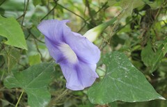 Ipomoea clavata, photograph (c) Ricard Busquets Reverte, some rights reserved (CC BY)