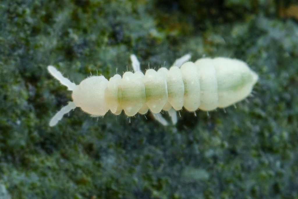 Paronychiurus dentatus