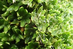 Azorella macquariensis