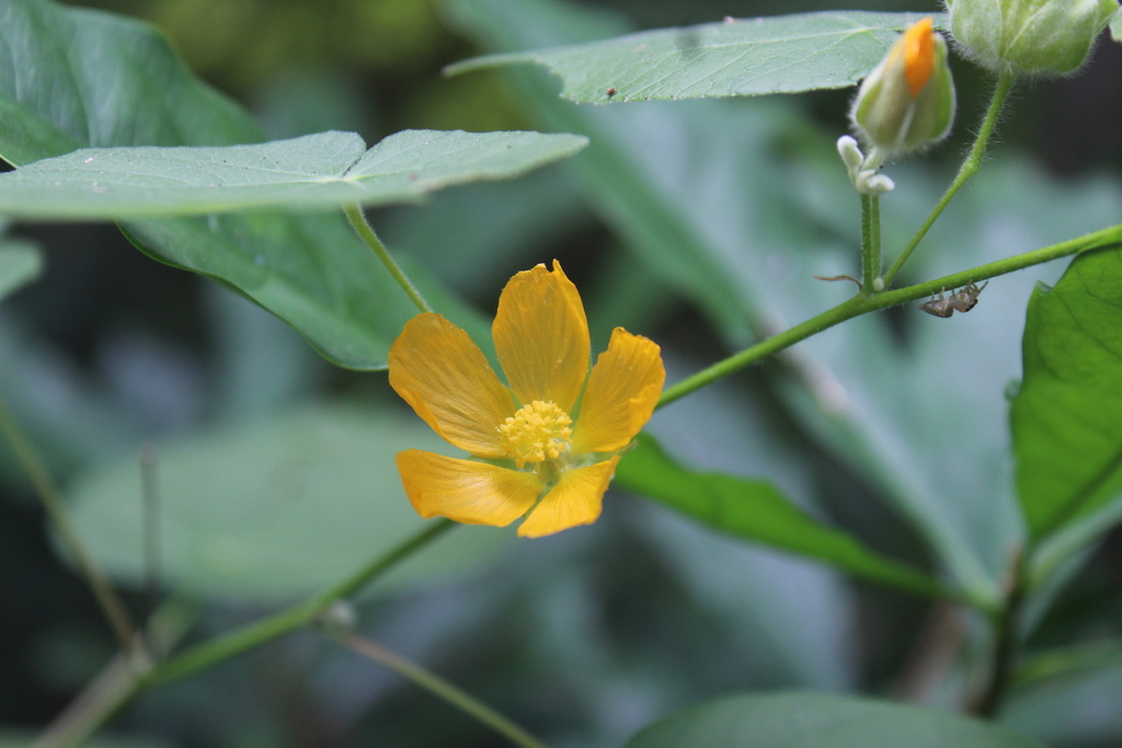Coastal Indian mallow (Abutilon permolle)