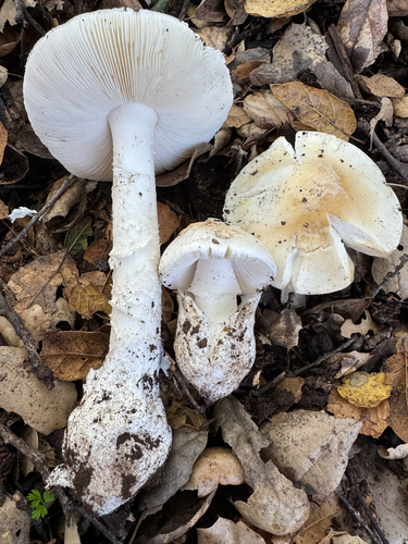 iNaturalist observation photo of Western Destroying Angel