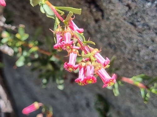 Escallonia carmelitana (Escallonia carmelitana)