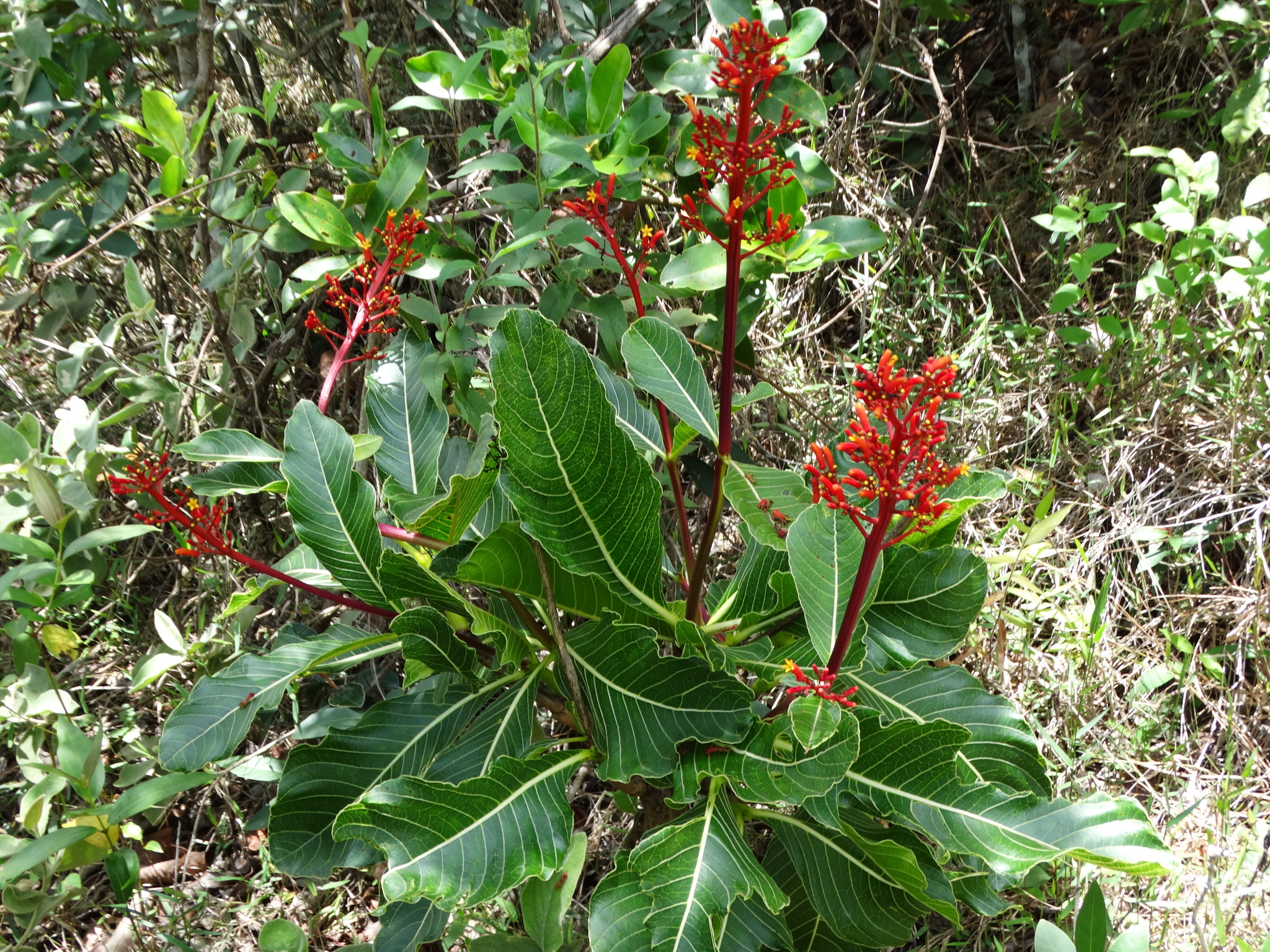 Palicourea rigida