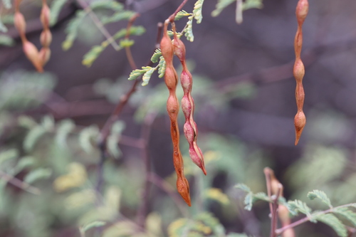 whitethorn acacia (Vachellia constricta)