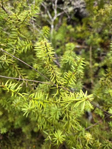 Needle Leaved Tōtara (Podocarpus acutifolius)