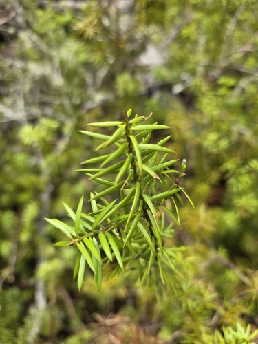 Podocarpus acutifolius, photograph 2