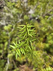 Podocarpus acutifolius, photograph author not stated, no rights reserved