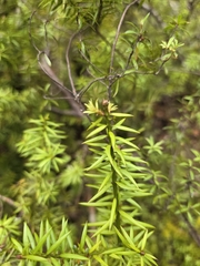 Podocarpus acutifolius, photograph author not stated, no rights reserved