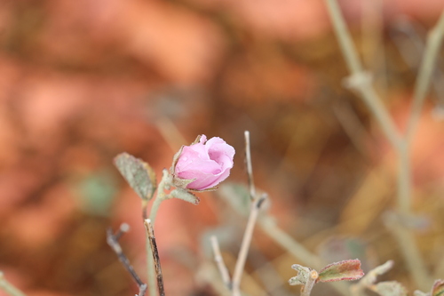 Paleface (Hibiscus denudatus)