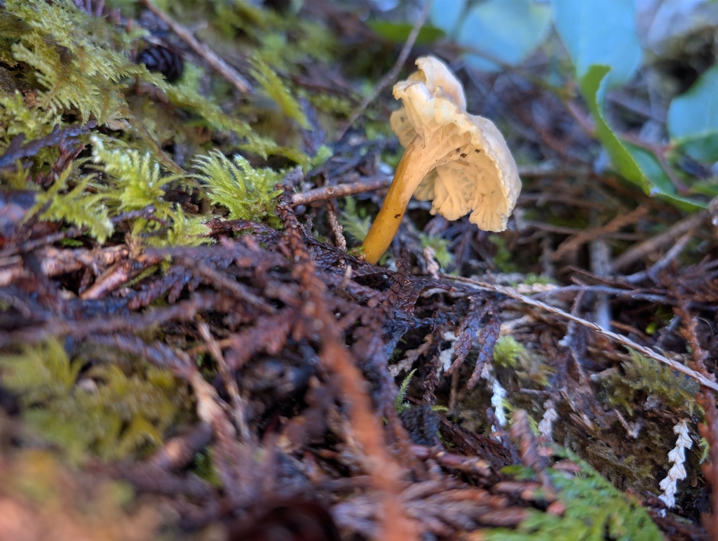 Craterellus tubaeformis · January 2026 · photo: © moemeikle (iNaturalist, cc-by)