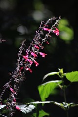 Salvia punicans