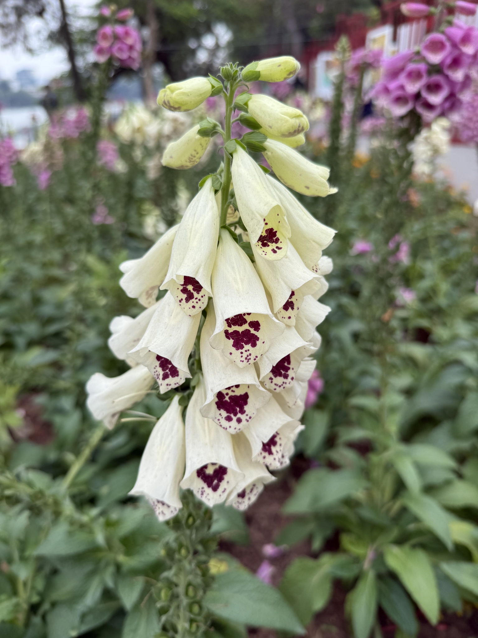 Digitalis purpurea — ảnh 2