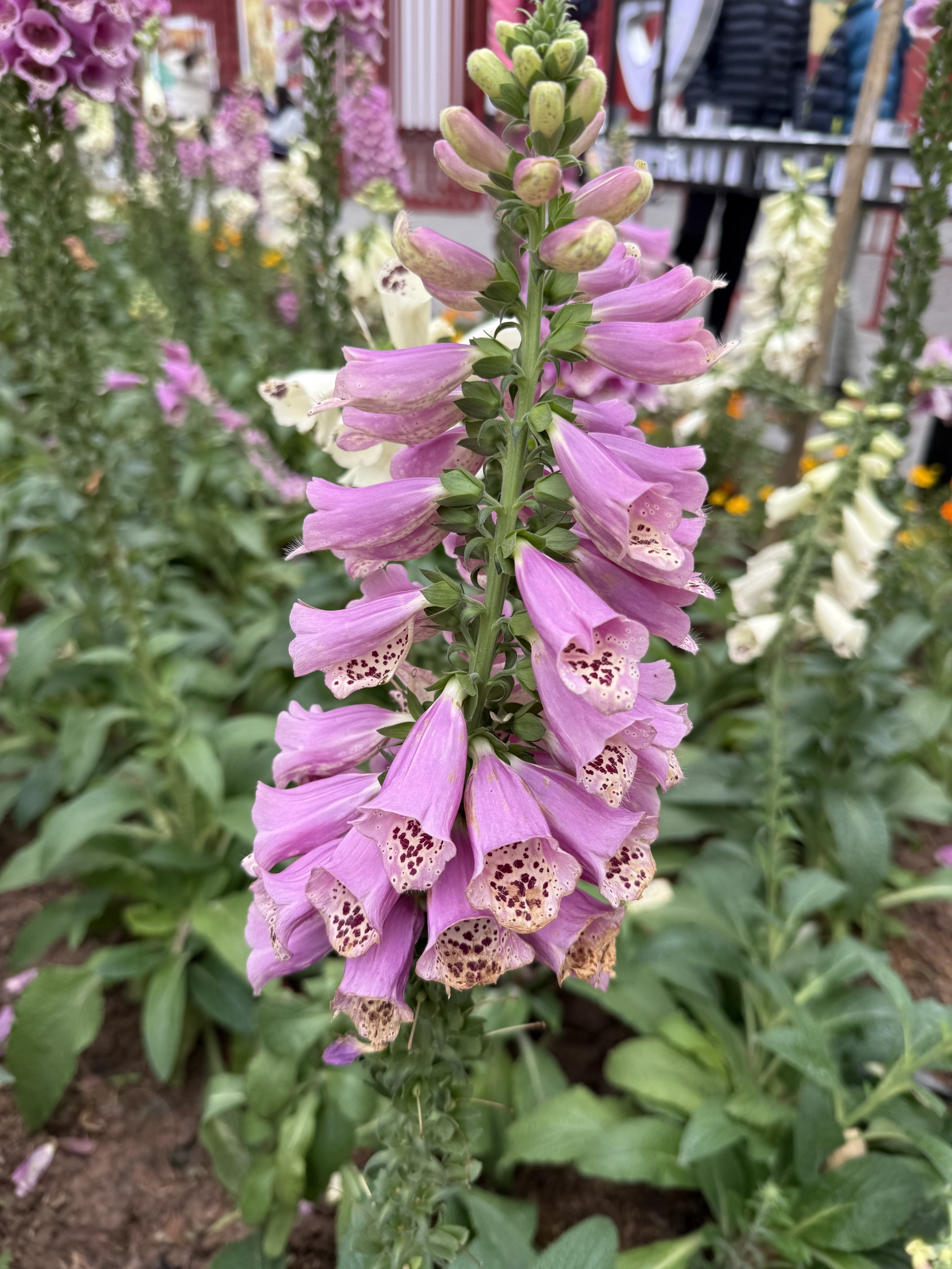 Digitalis purpurea (Digitalis purpurea)