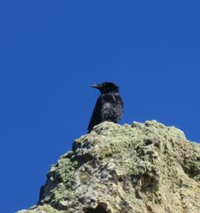 Corvus corax