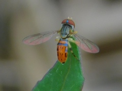 Toxomerus boscii