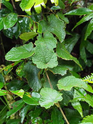 Winter raspberry (Rubus buergeri)