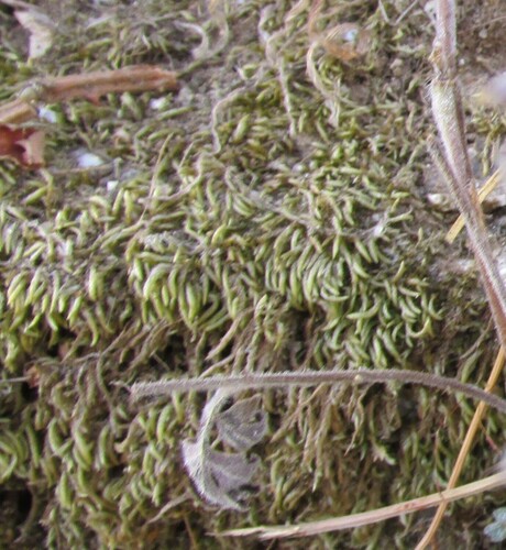 Bird's-foot Wing-moss (Nogopterium gracile)