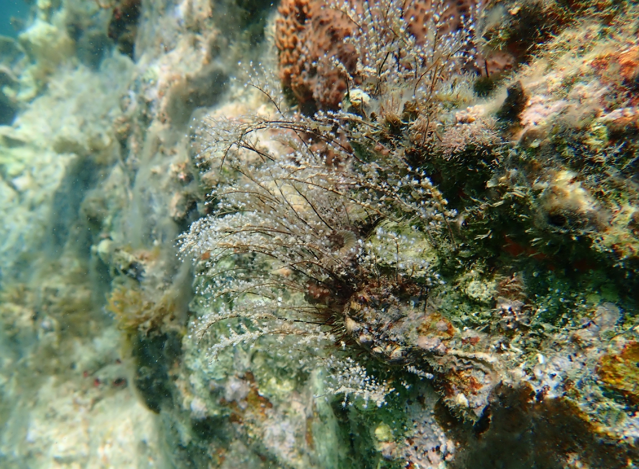 Pennaria disticha Goldfuss, 1820