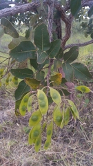 Leptolobium dasycarpum