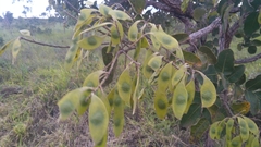 Leptolobium dasycarpum