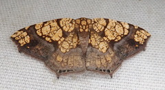 Nematocampa completa