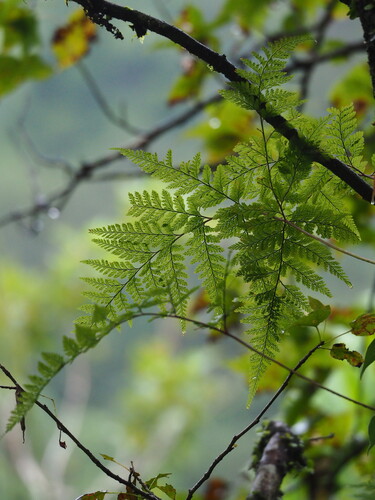 Black Rabbit's Foot Fern (Davallia trichomanoides)
