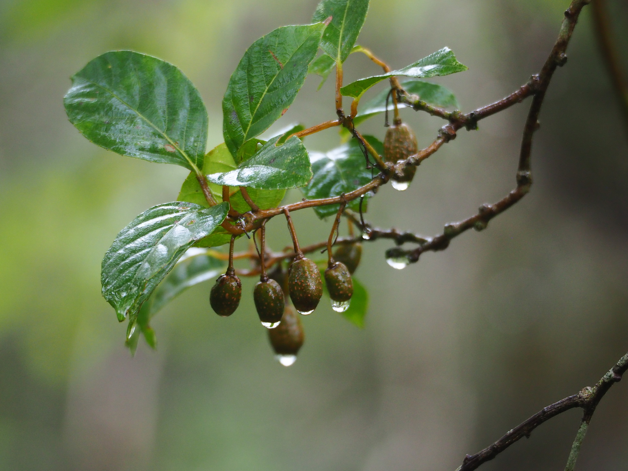Actinidia callosa