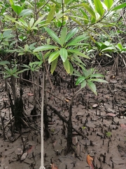 Pelliciera rhizophorae