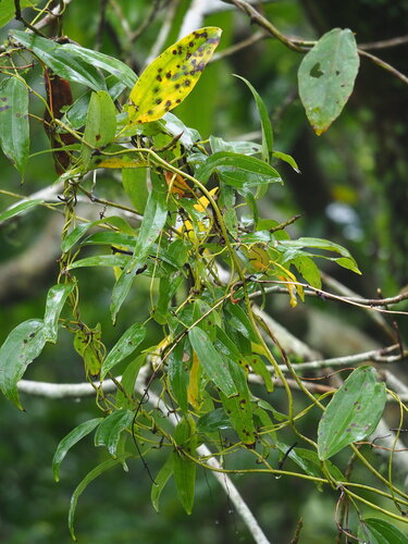 Dioscorea cirrhosa, photograph 6