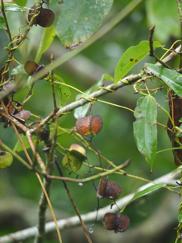 Dioscorea cirrhosa, photograph 5