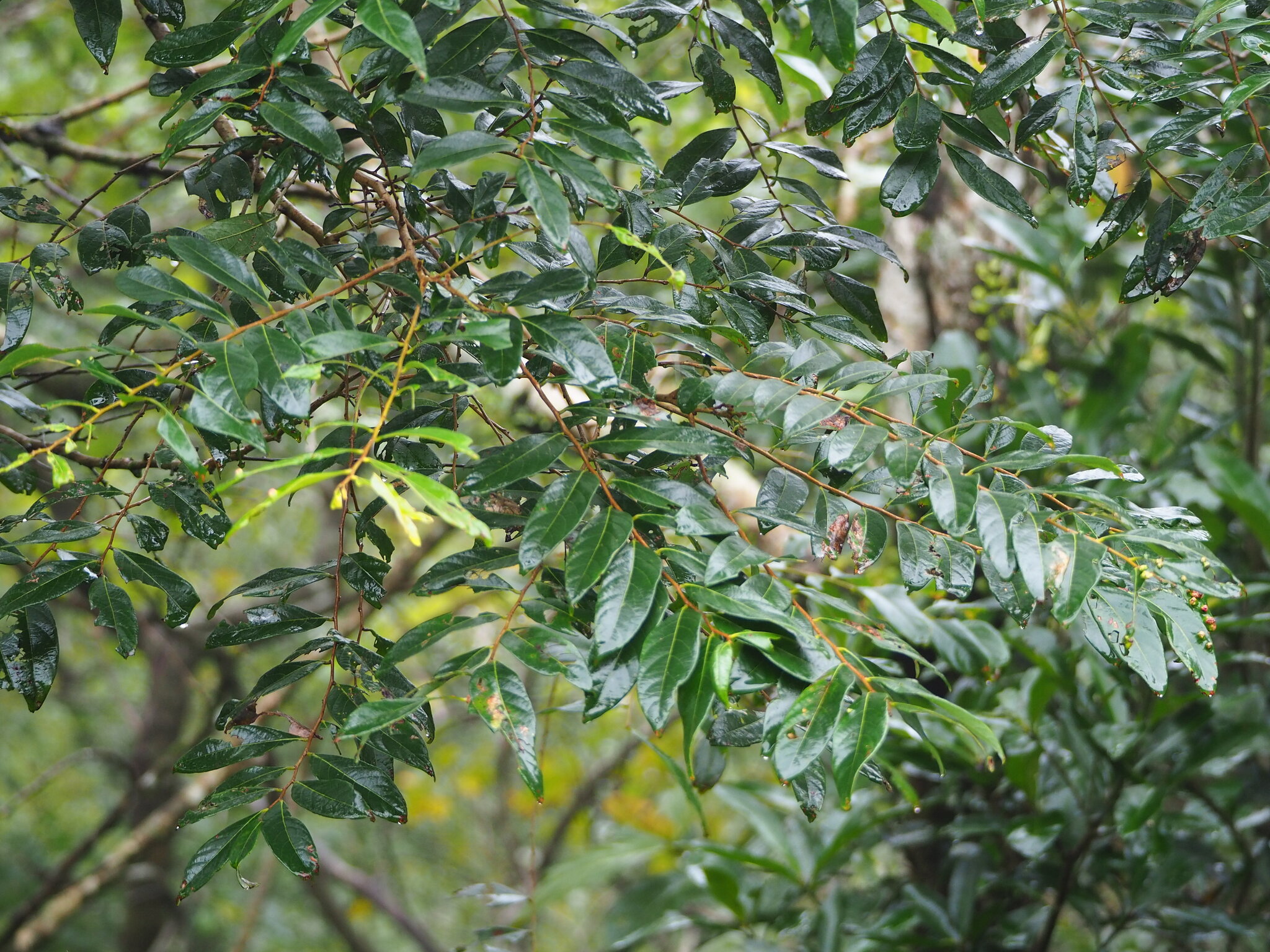 Glochidion acuminatum
