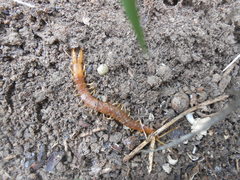 Theatops erythrocephalus