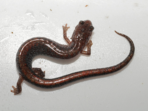 Southern Red-backed Salamander, Plethodon serratus