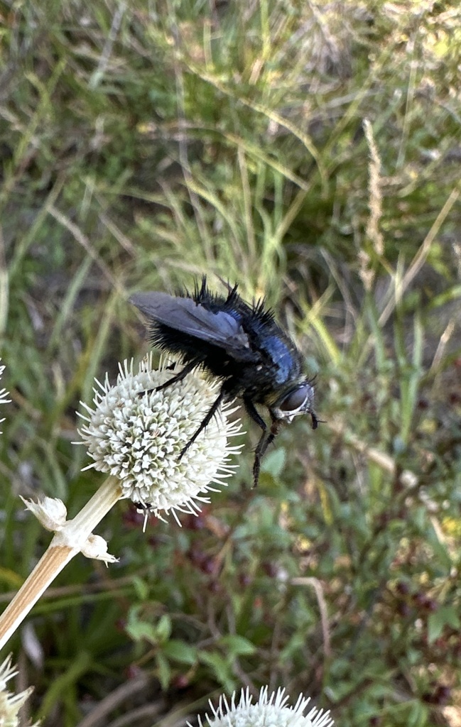 Edwynia robusta